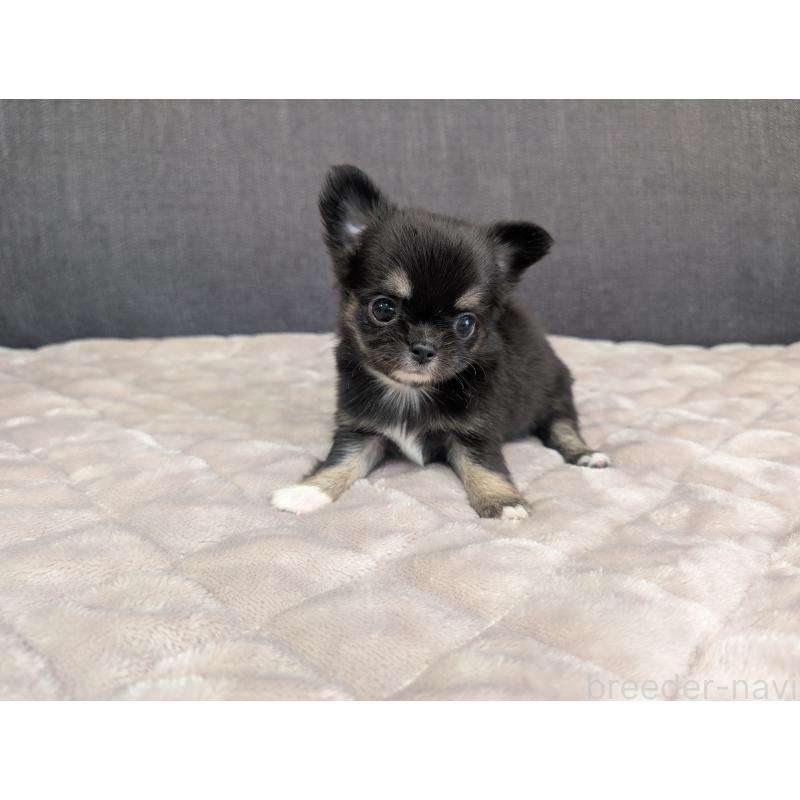 成約済の愛知県のチワワ(ロングコート)-424636の25枚目