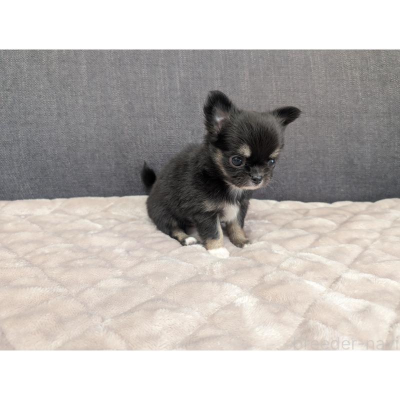 成約済の愛知県のチワワ(ロングコート)-424636の24枚目