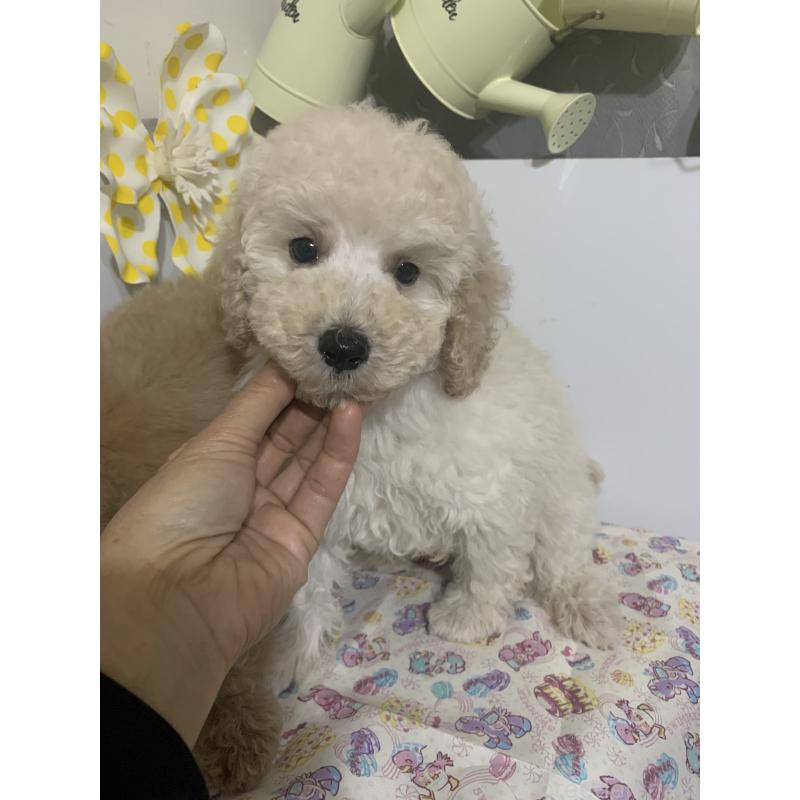 販売中の千葉県のミディアムプードル-426808の10枚目