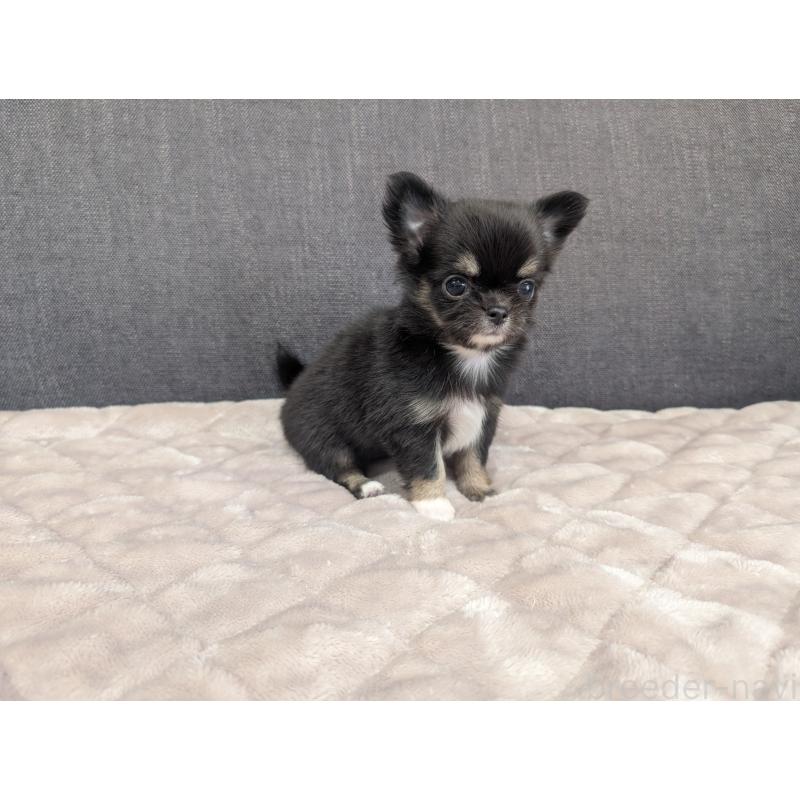 成約済の愛知県のチワワ(ロングコート)-424636の23枚目