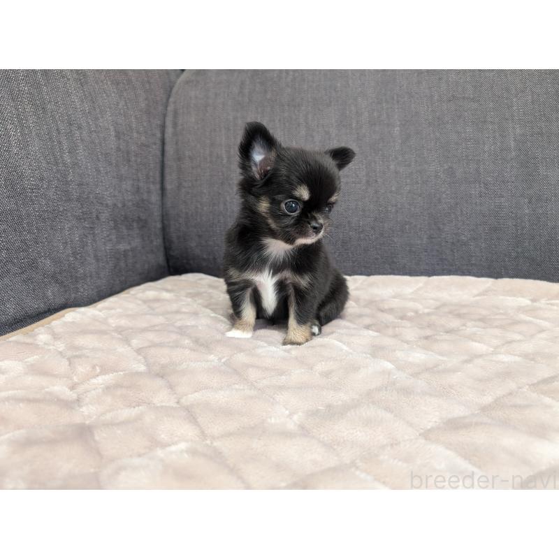 成約済の愛知県のチワワ(ロングコート)-424636の22枚目