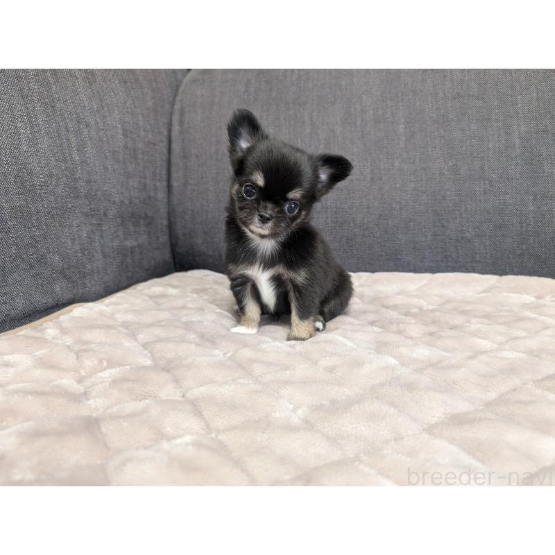 成約済の愛知県のチワワ(ロングコート)-424636の21枚目