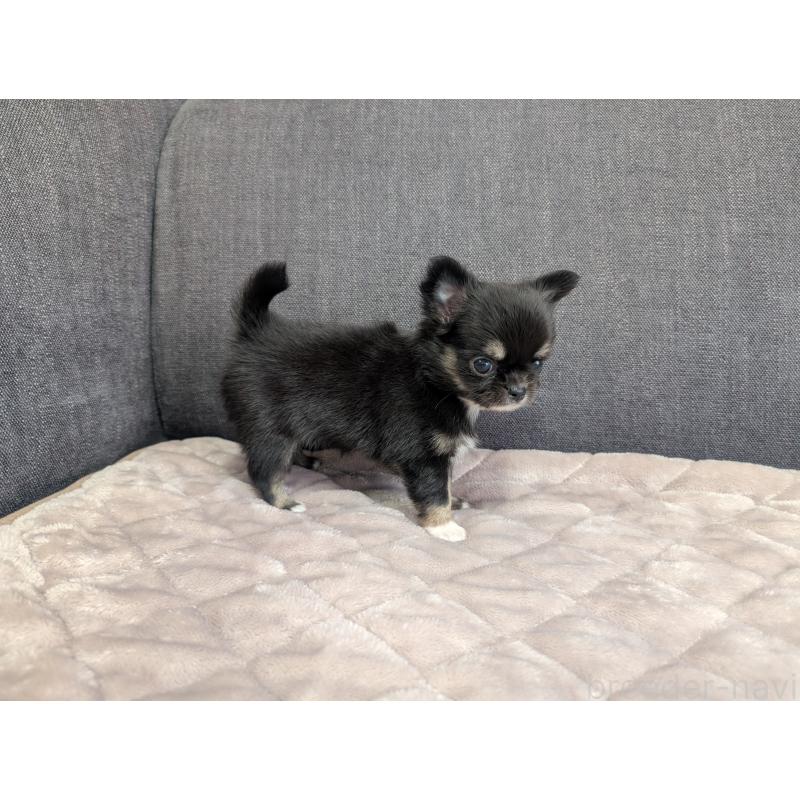 成約済の愛知県のチワワ(ロングコート)-424636の20枚目