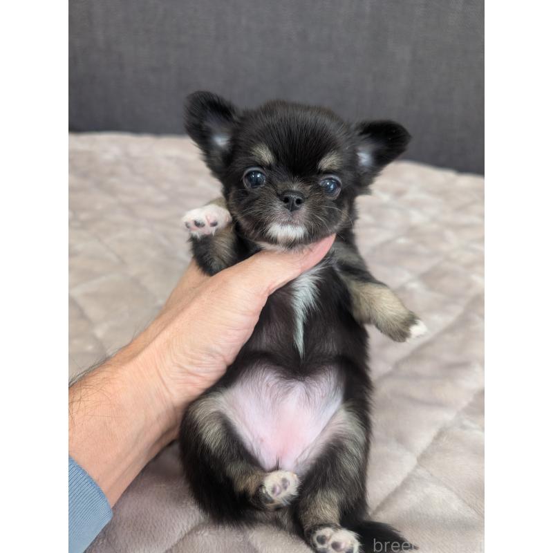 成約済の愛知県のチワワ(ロングコート)-424636の19枚目