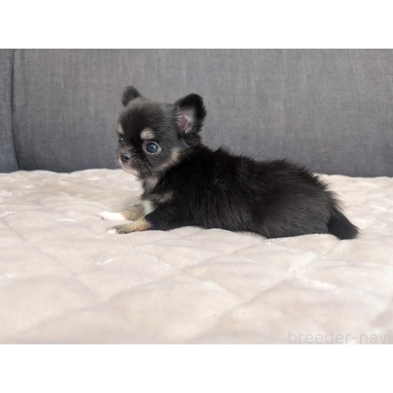 成約済の愛知県のチワワ(ロングコート)-424636の18枚目