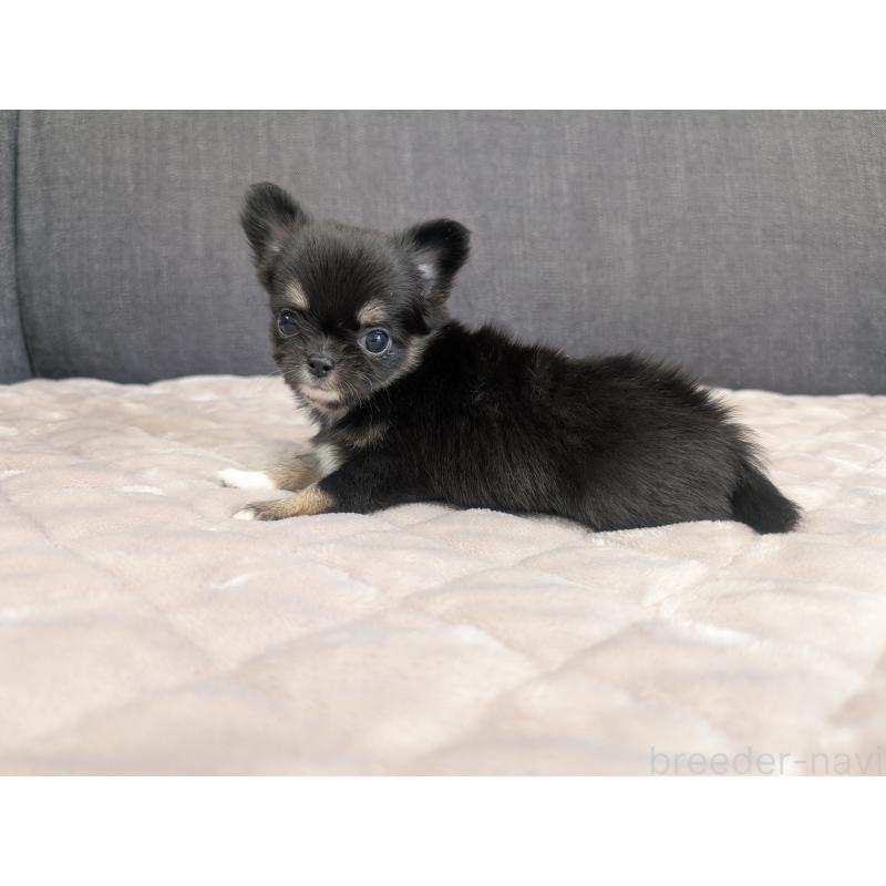 成約済の愛知県のチワワ(ロングコート)-424636の17枚目