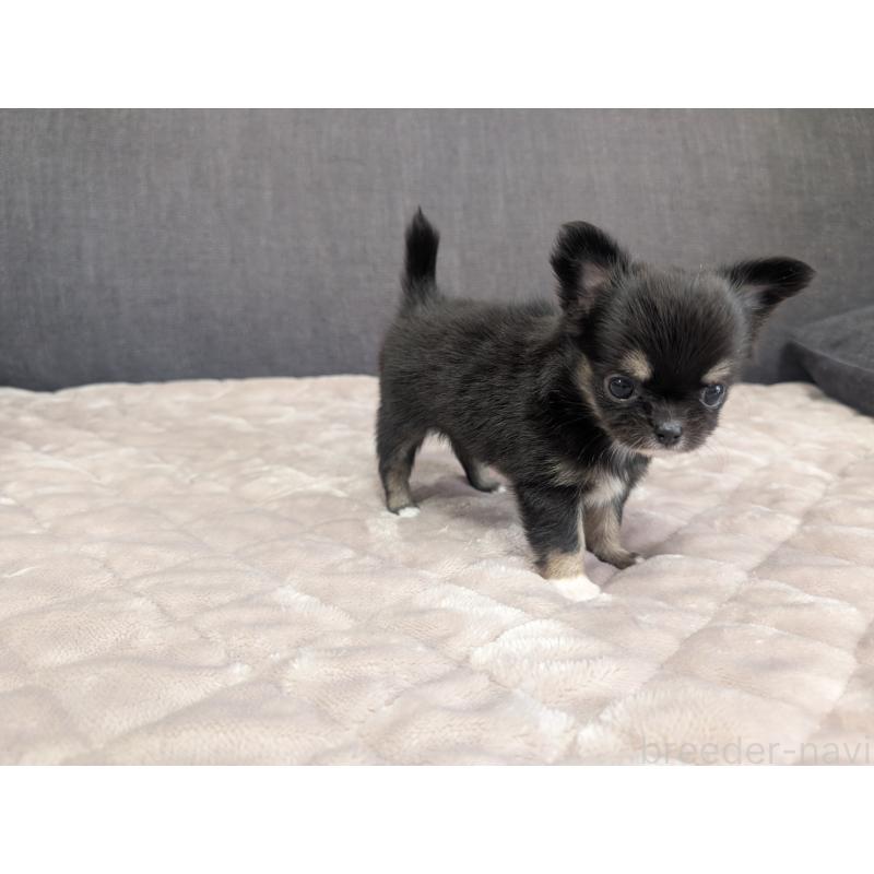 成約済の愛知県のチワワ(ロングコート)-424636の16枚目