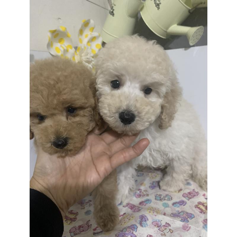 販売中の千葉県のミディアムプードル-426808の9枚目