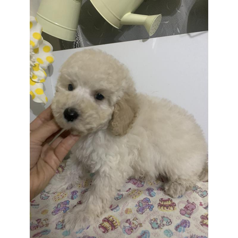 販売中の千葉県のミディアムプードル-426808の8枚目