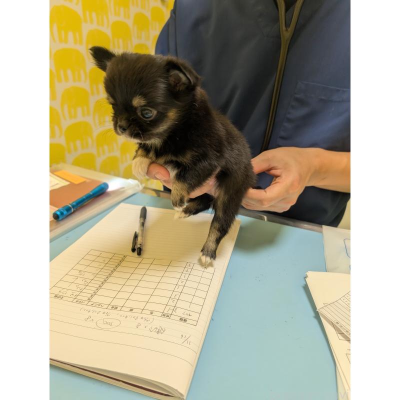 成約済の愛知県のチワワ(ロングコート)-424636の14枚目