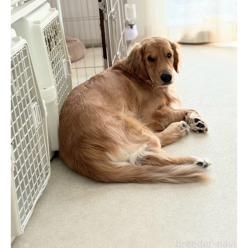 販売中の香川県のゴールデンレトリーバー-426806の2枚目