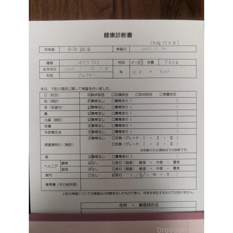 成約済の愛知県のチワワ(ロングコート)-424636の13枚目