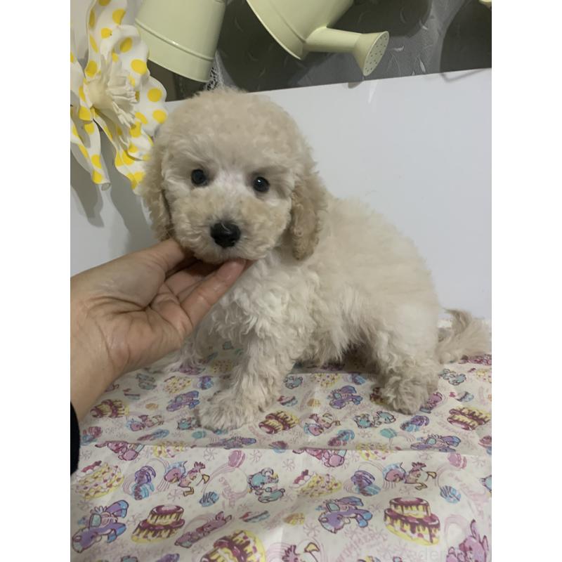 販売中の千葉県のミディアムプードル-426808の7枚目