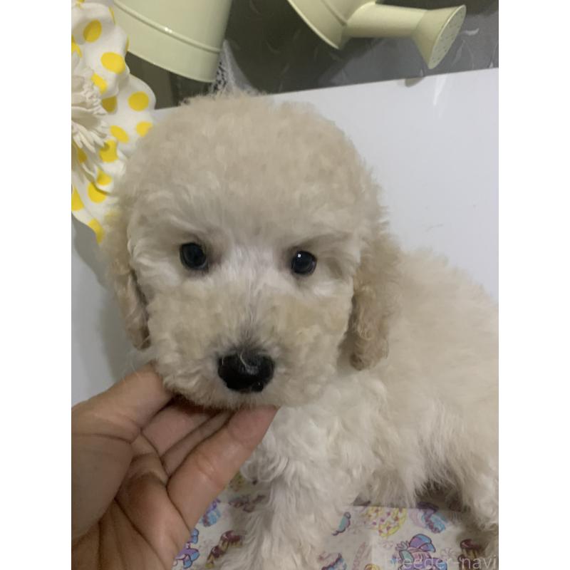 販売中の千葉県のミディアムプードル-426808の6枚目