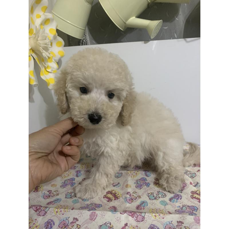 販売中の千葉県のミディアムプードル-426808の5枚目