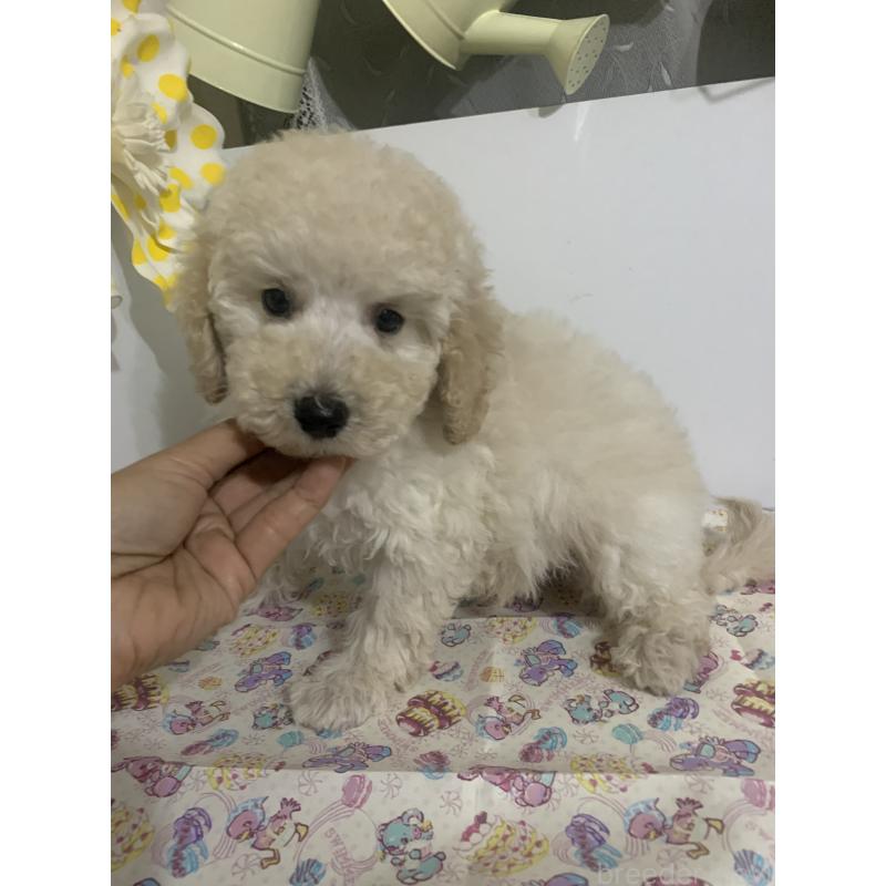 販売中の千葉県のミディアムプードル-426808の4枚目