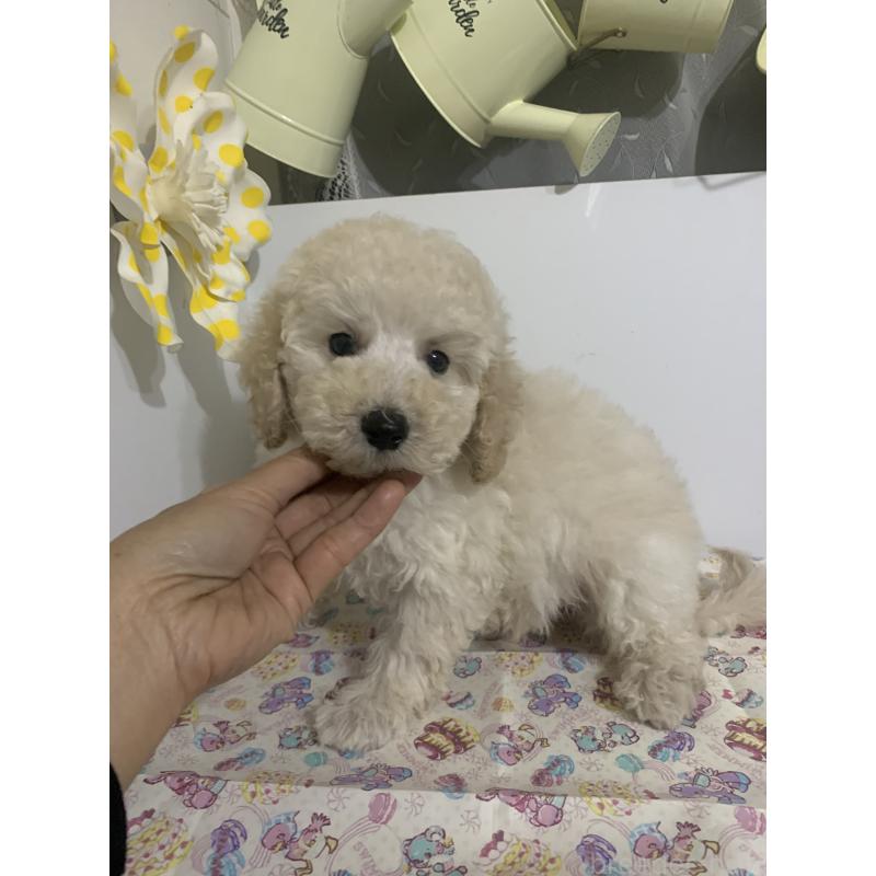 販売中の千葉県のミディアムプードル-426808の3枚目