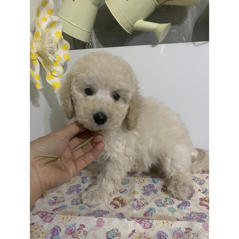 販売中の千葉県のミディアムプードル-426808の2枚目