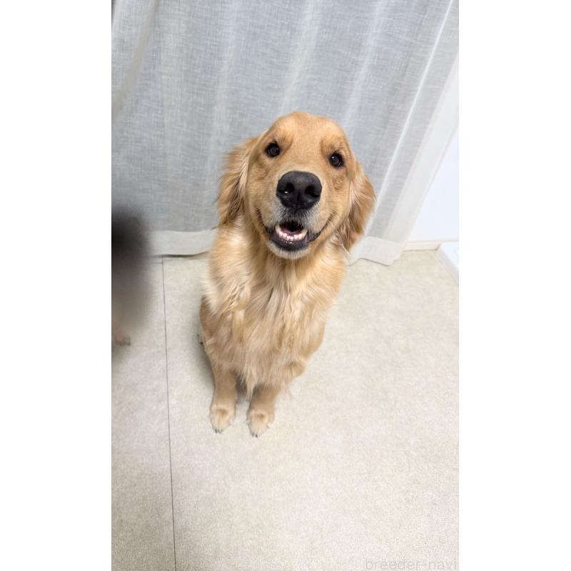 販売中の香川県のゴールデンレトリーバー-426806の1枚目