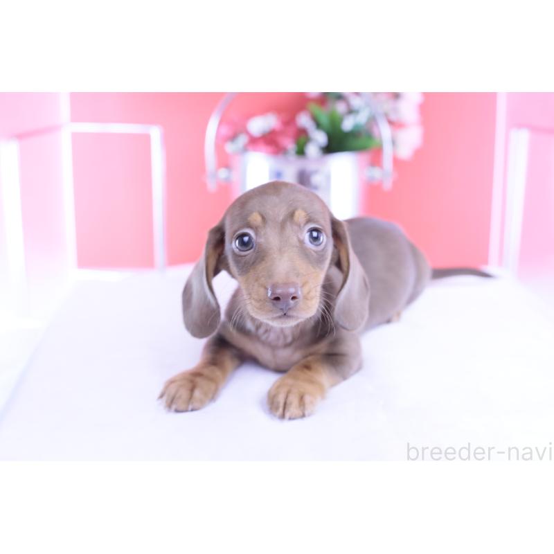 成約済の愛知県のカニンヘンダックスフンド(スムースヘアード)-422079の12枚目