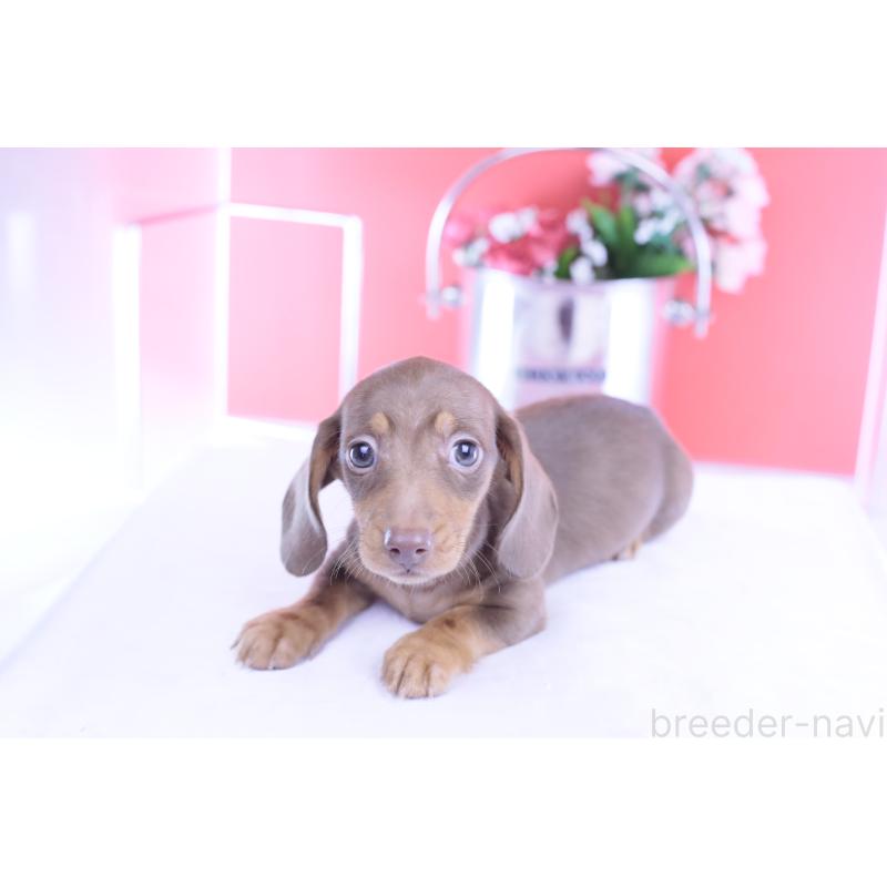 成約済の愛知県のカニンヘンダックスフンド(スムースヘアード)-422079の11枚目