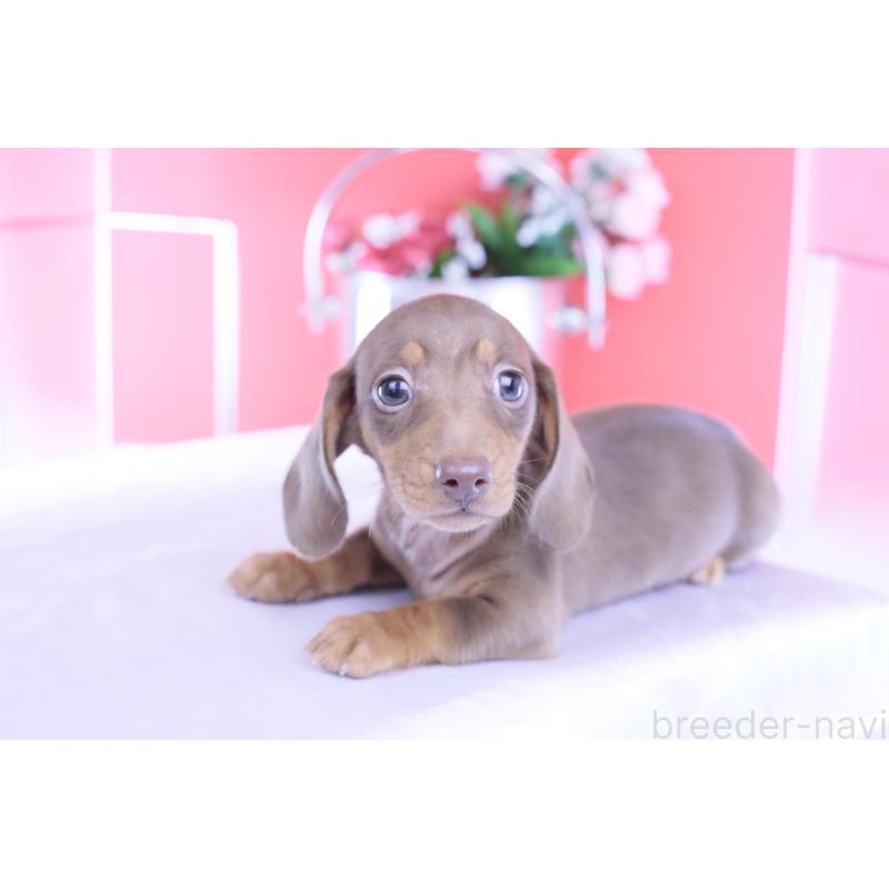 成約済の愛知県のカニンヘンダックスフンド(スムースヘアード)-422079の9枚目