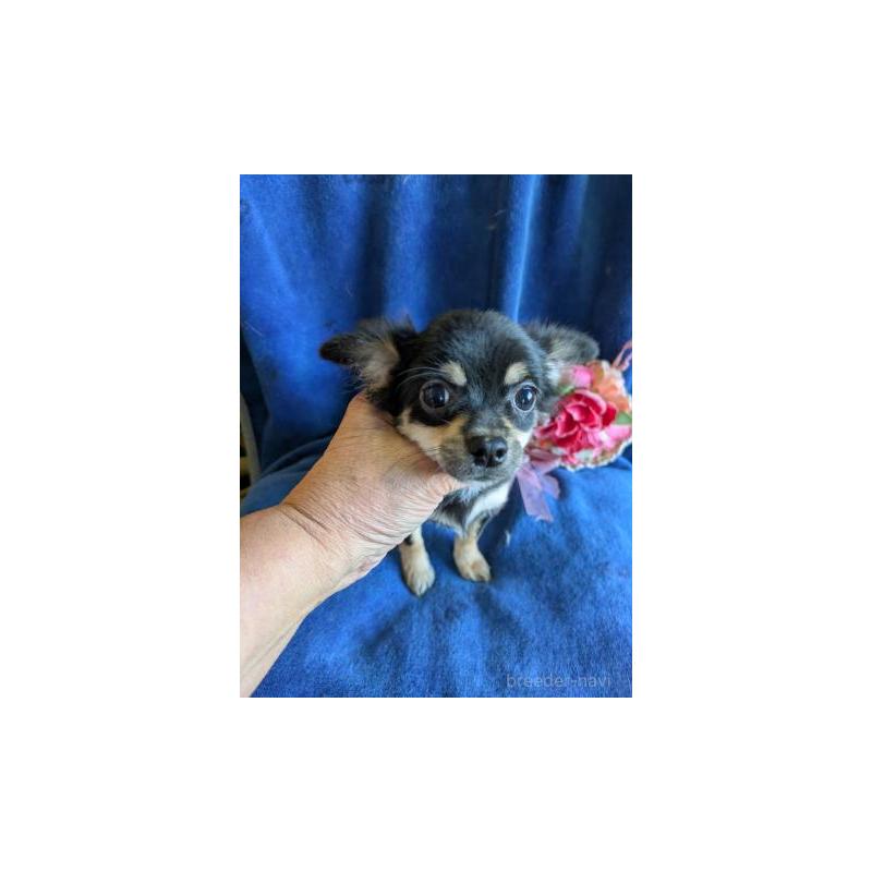 販売中の鹿児島県のチワワ(ロングコート)-426807の3枚目