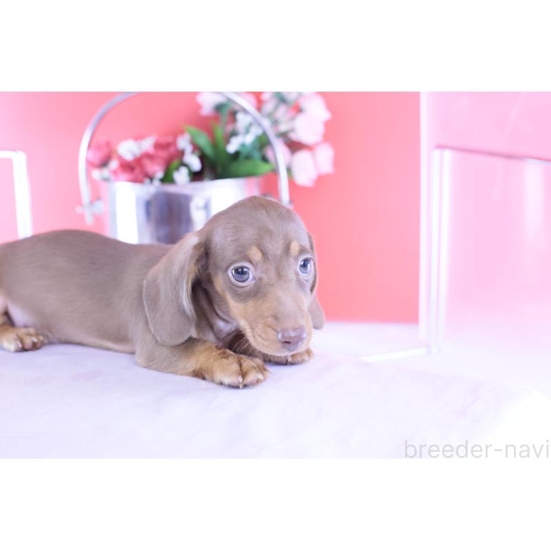 成約済の愛知県のカニンヘンダックスフンド(スムースヘアード)-422079の7枚目