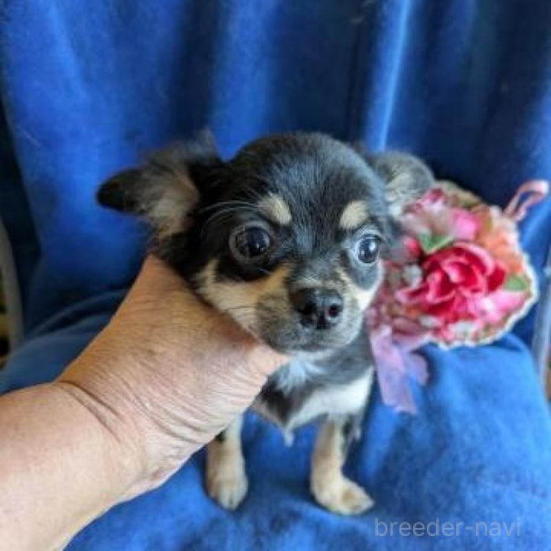 販売中の鹿児島県のチワワ(ロングコート)-426807の1枚目