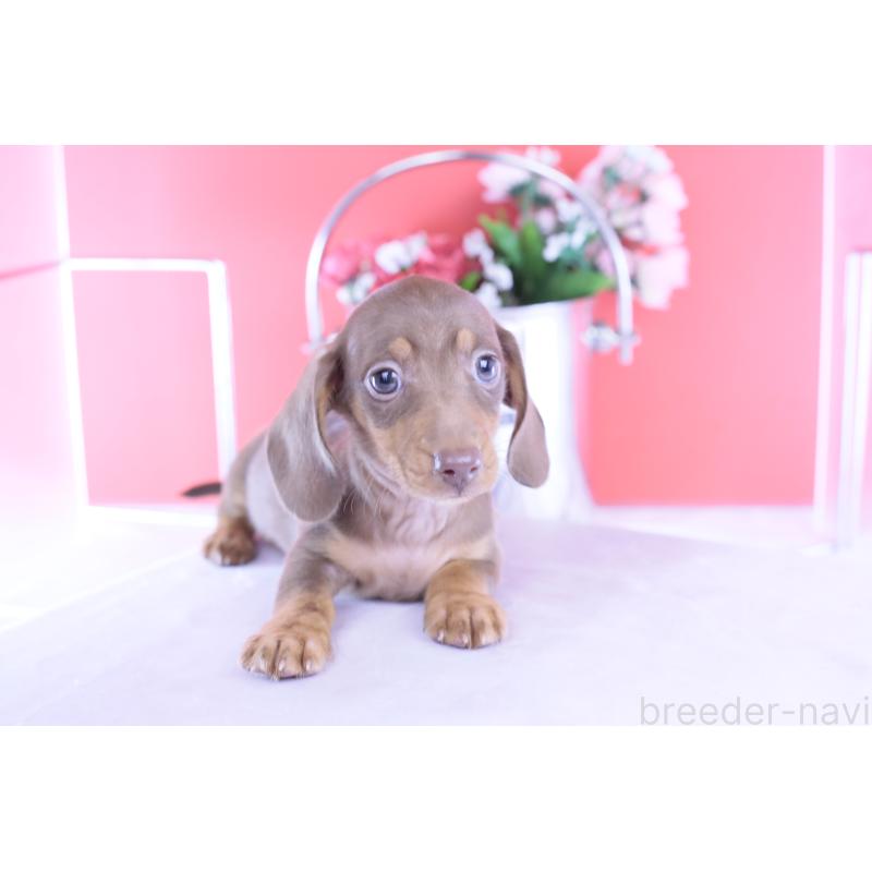 成約済の愛知県のカニンヘンダックスフンド(スムースヘアード)-422079の4枚目