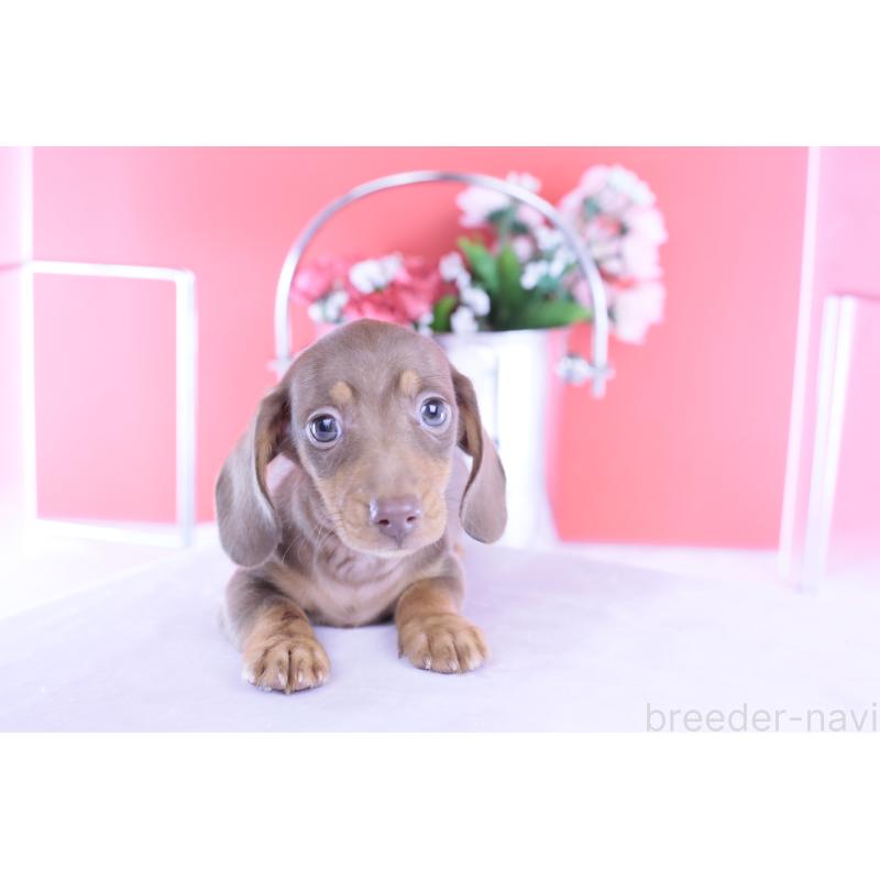 成約済の愛知県のカニンヘンダックスフンド(スムースヘアード)-422079の3枚目