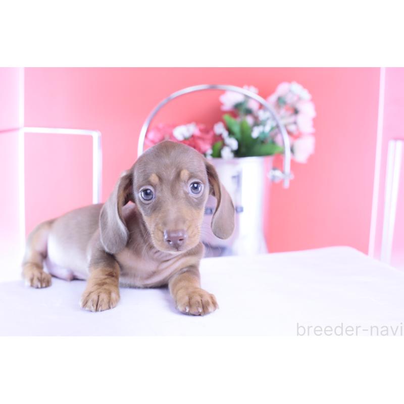 成約済の愛知県のカニンヘンダックスフンド(スムースヘアード)-422079の2枚目