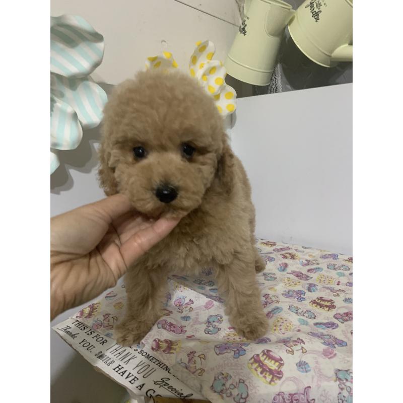 販売中の千葉県のミディアムプードル-426809の11枚目