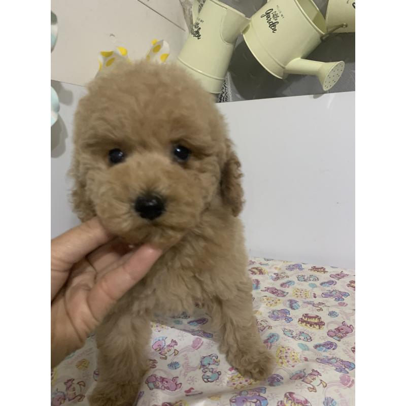 販売中の千葉県のミディアムプードル-426809の10枚目