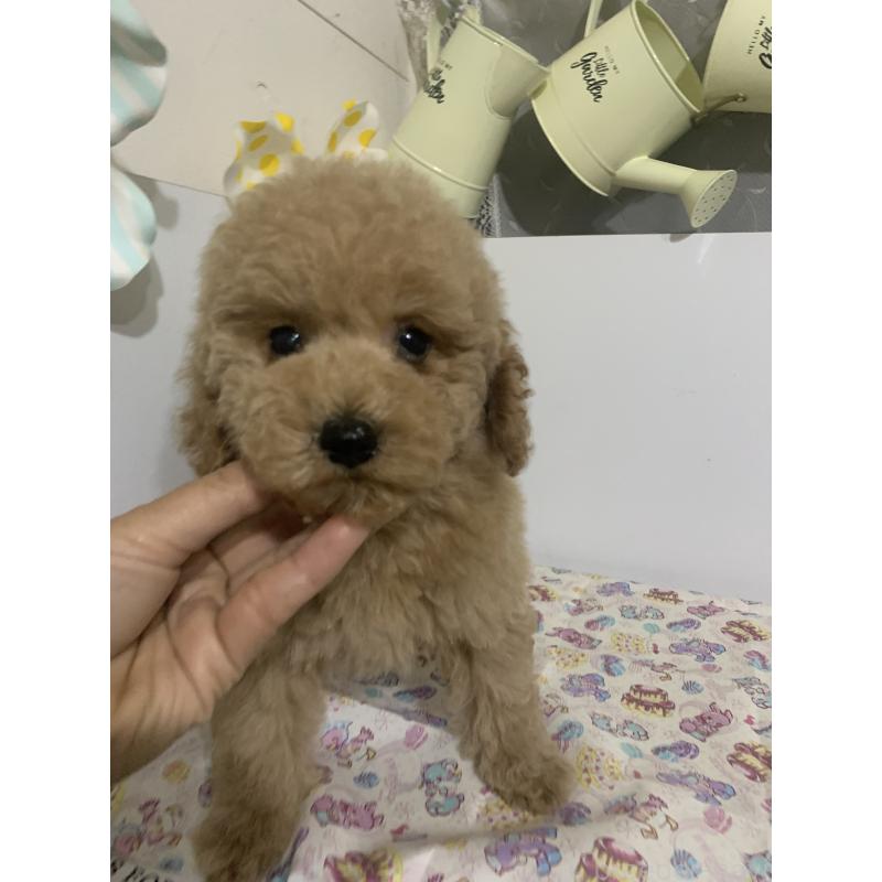 販売中の千葉県のミディアムプードル-426809の9枚目