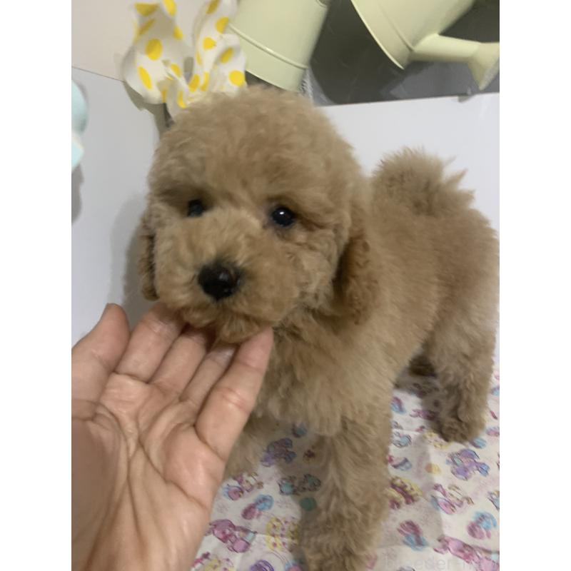 販売中の千葉県のミディアムプードル-426809の8枚目
