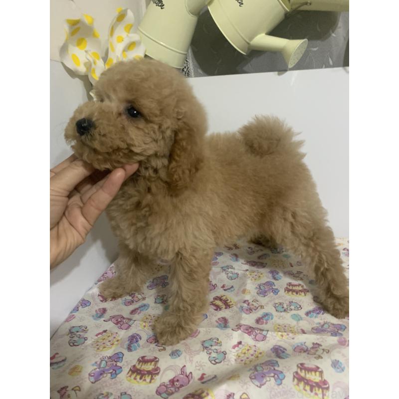 販売中の千葉県のミディアムプードル-426809の7枚目