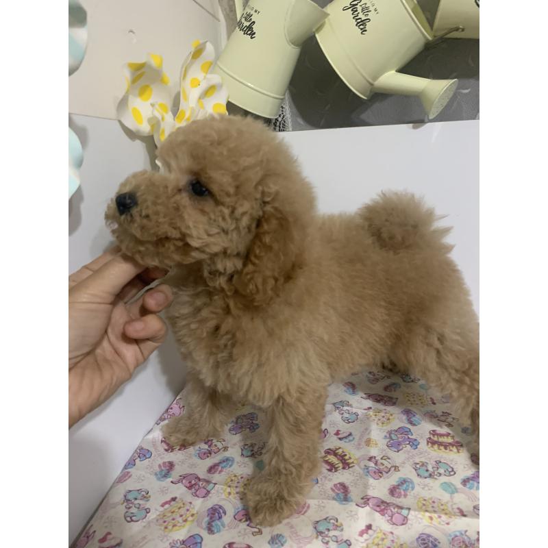 販売中の千葉県のミディアムプードル-426809の6枚目