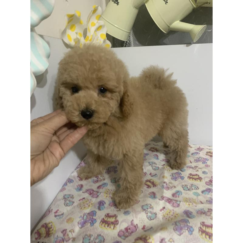 販売中の千葉県のミディアムプードル-426809の5枚目