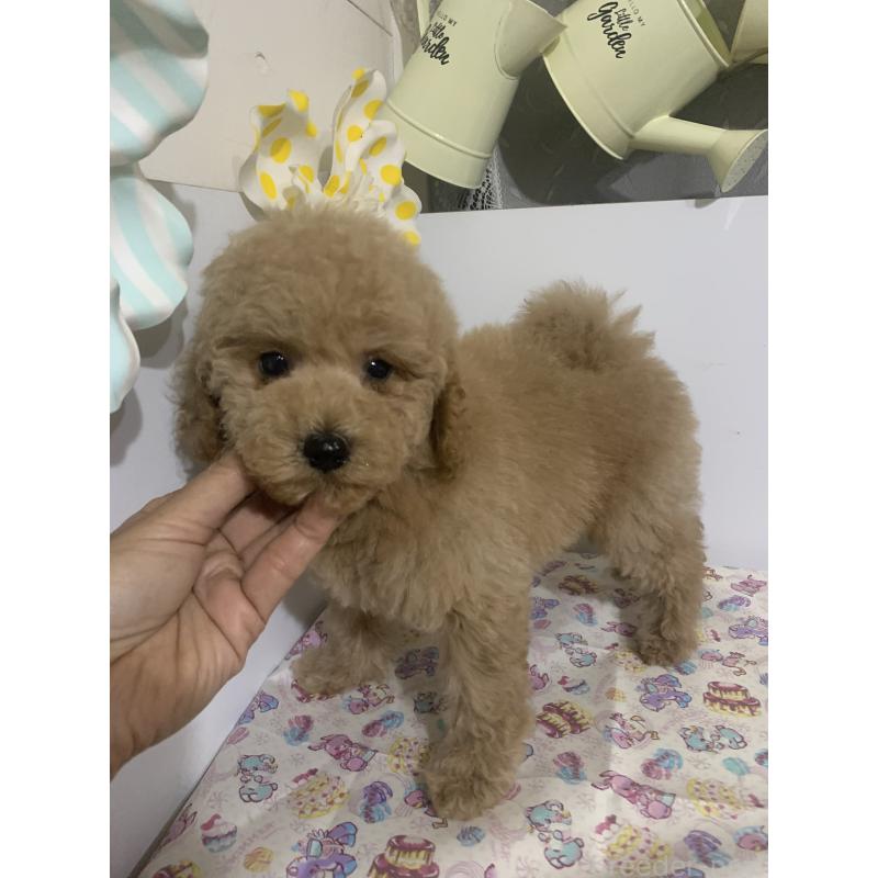 販売中の千葉県のミディアムプードル-426809の4枚目