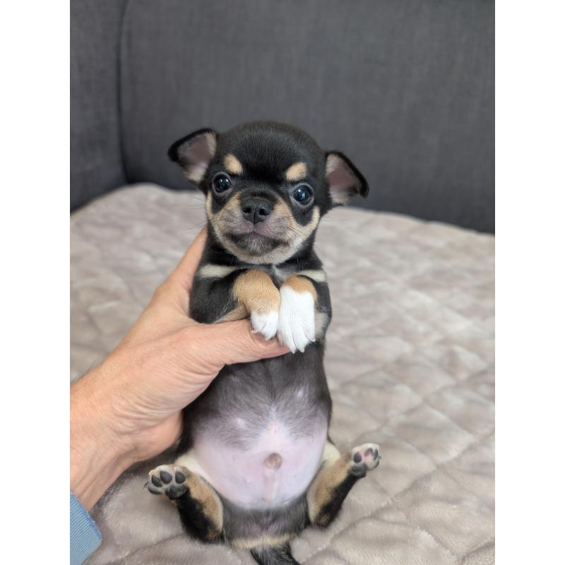 販売中の愛知県のチワワ(スムースコート)-424638