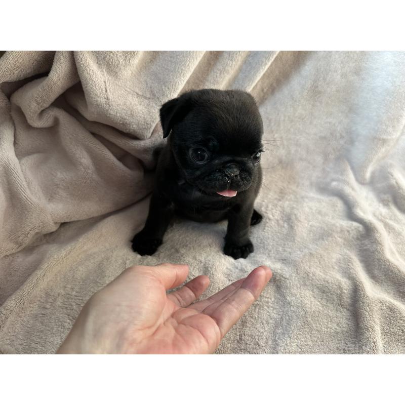 販売中の岡山県のパグ-426810の5枚目