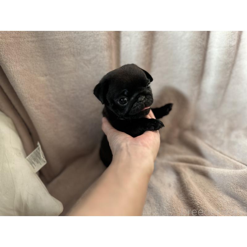 販売中の岡山県のパグ-426810の4枚目