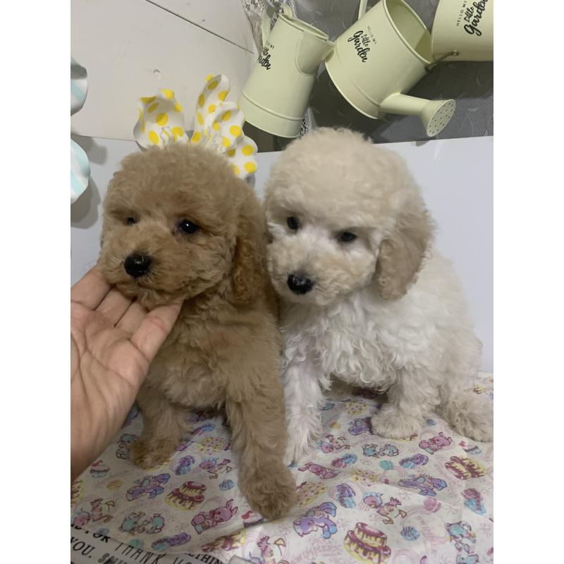 販売中の千葉県のミディアムプードル-426809の2枚目