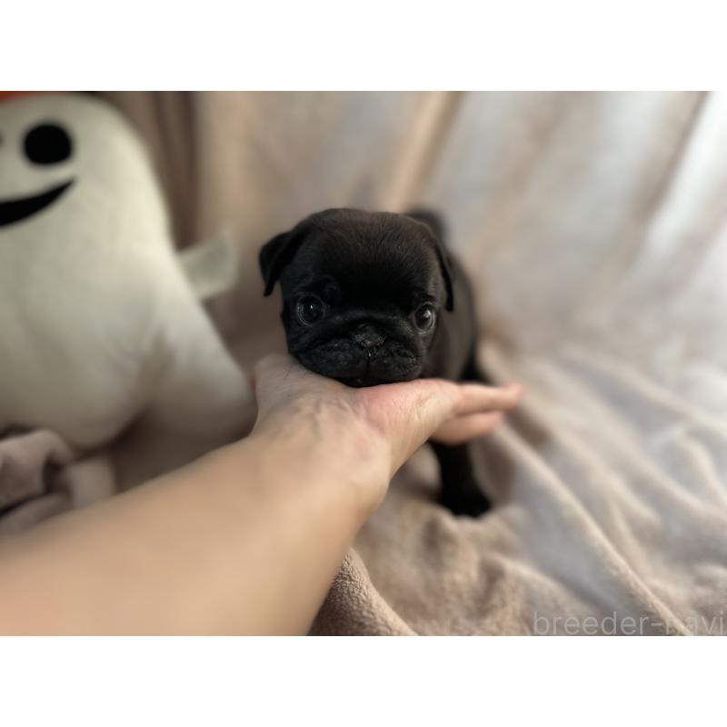 販売中の岡山県のパグ-426810の3枚目