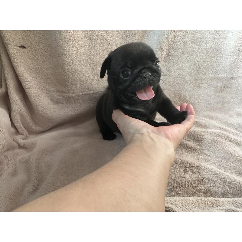 販売中の岡山県のパグ-426810の2枚目