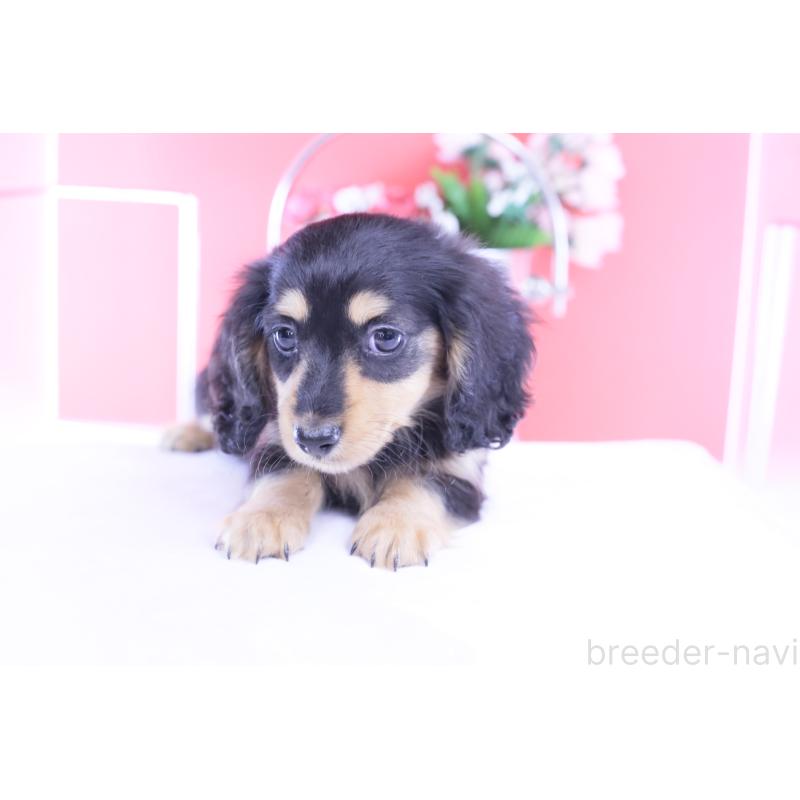 販売中の愛知県のカニンヘンダックスフンド(ロングヘアード)-421661の14枚目