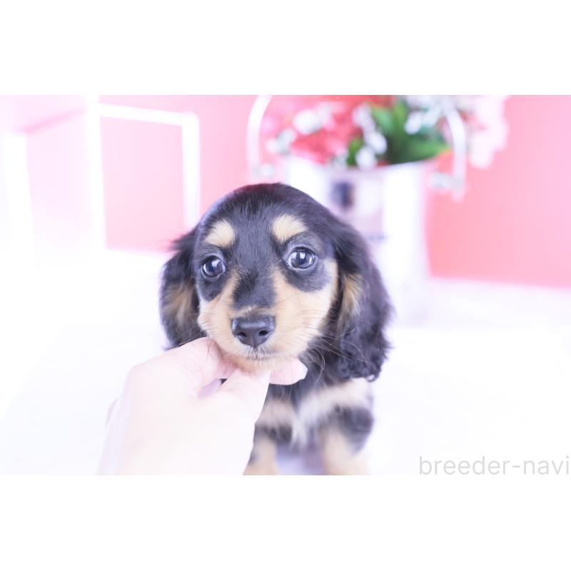 販売中の愛知県のカニンヘンダックスフンド(ロングヘアード)-421661の13枚目