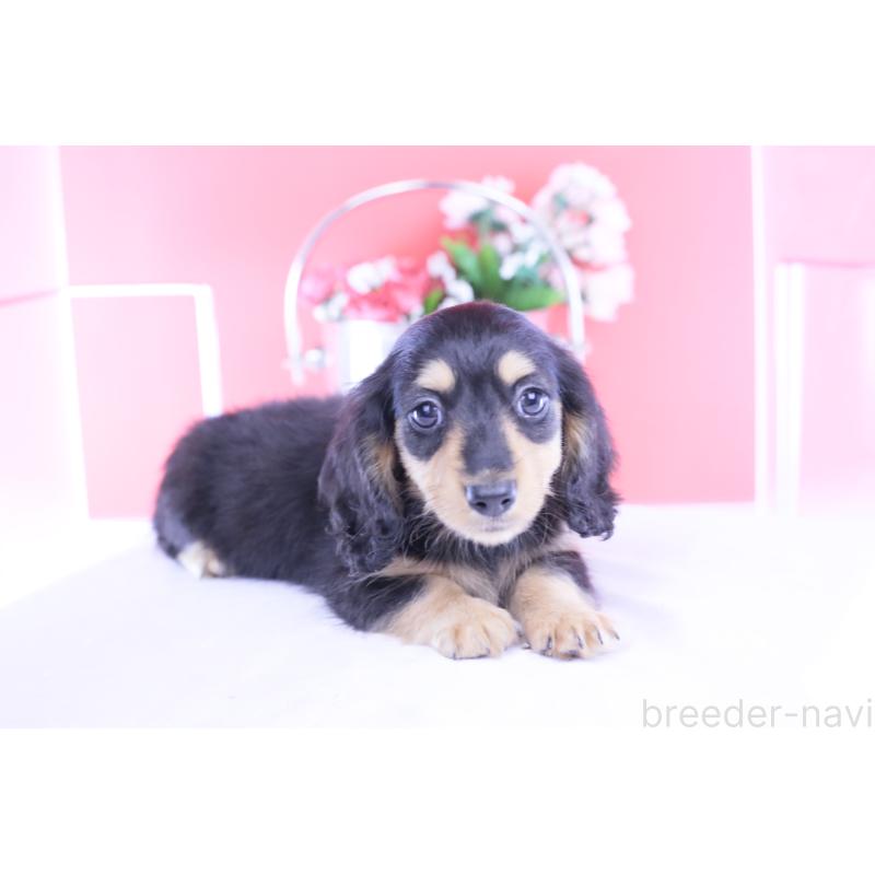 販売中の愛知県のカニンヘンダックスフンド(ロングヘアード)-421661の11枚目