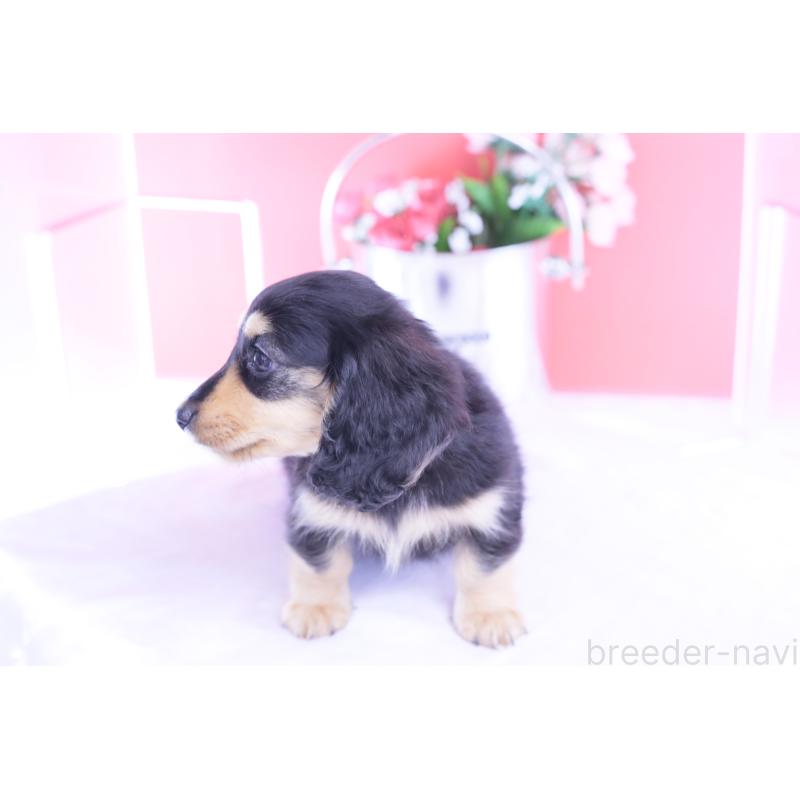 販売中の愛知県のカニンヘンダックスフンド(ロングヘアード)-421661の7枚目